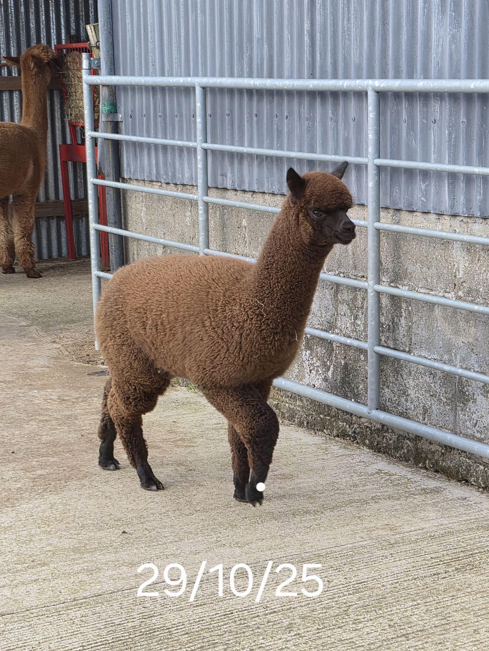 Quality young male alpaca of good lineage