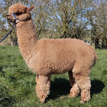 HERTS BIG BOPPER, Solid Dark Fawn
