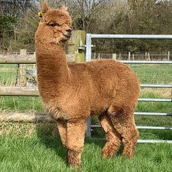 TOFT MARCELLO, Solid Dark Fawn,