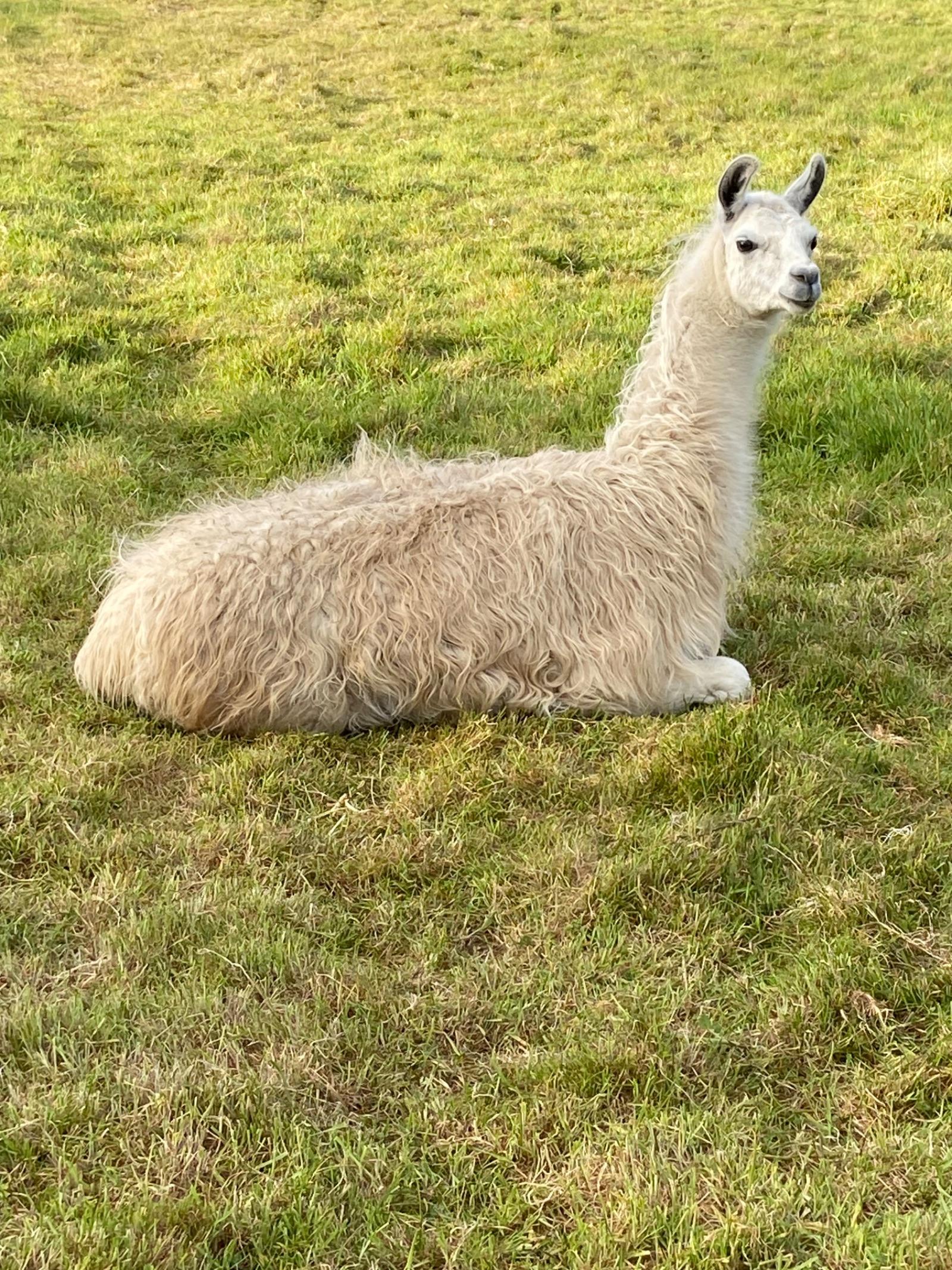 Friendly female llamas. 4 years old and 20 months old. Very friendly, not pushy.