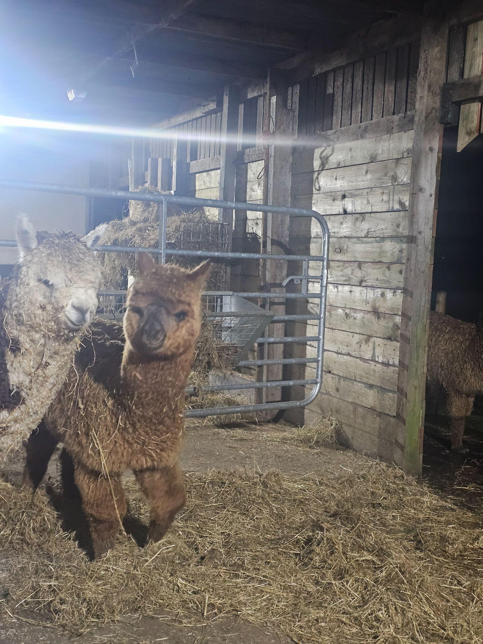 Friendly young Alpacas male
