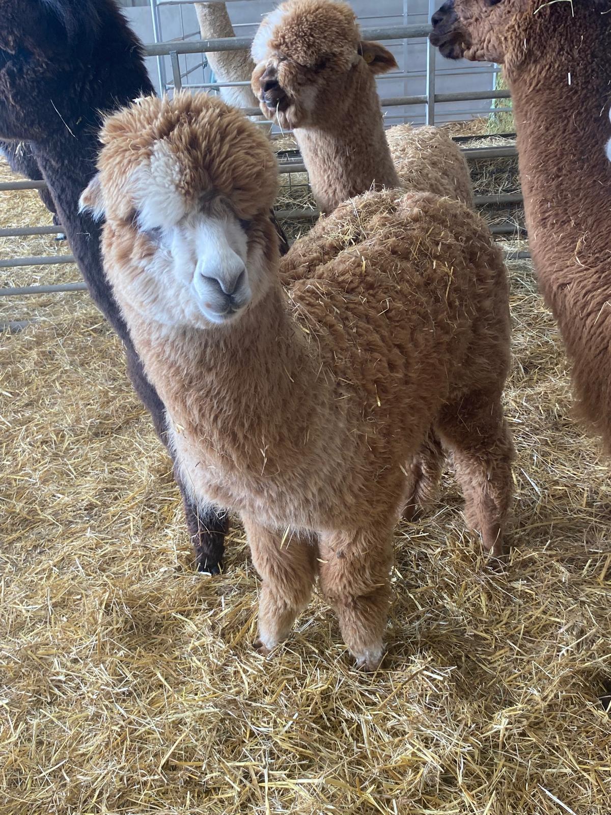 Halter trained 12 months female Alpacas