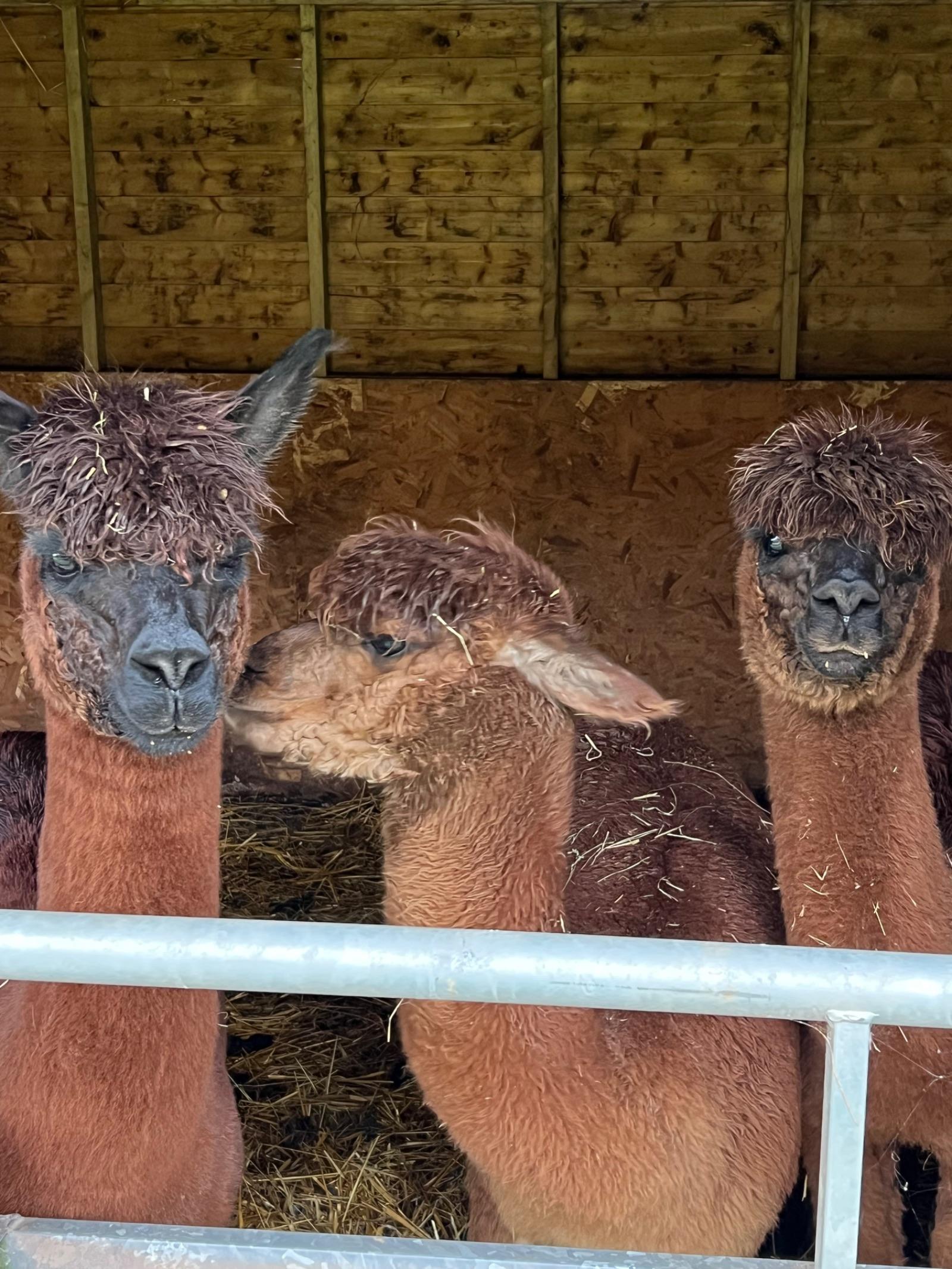 3 x female