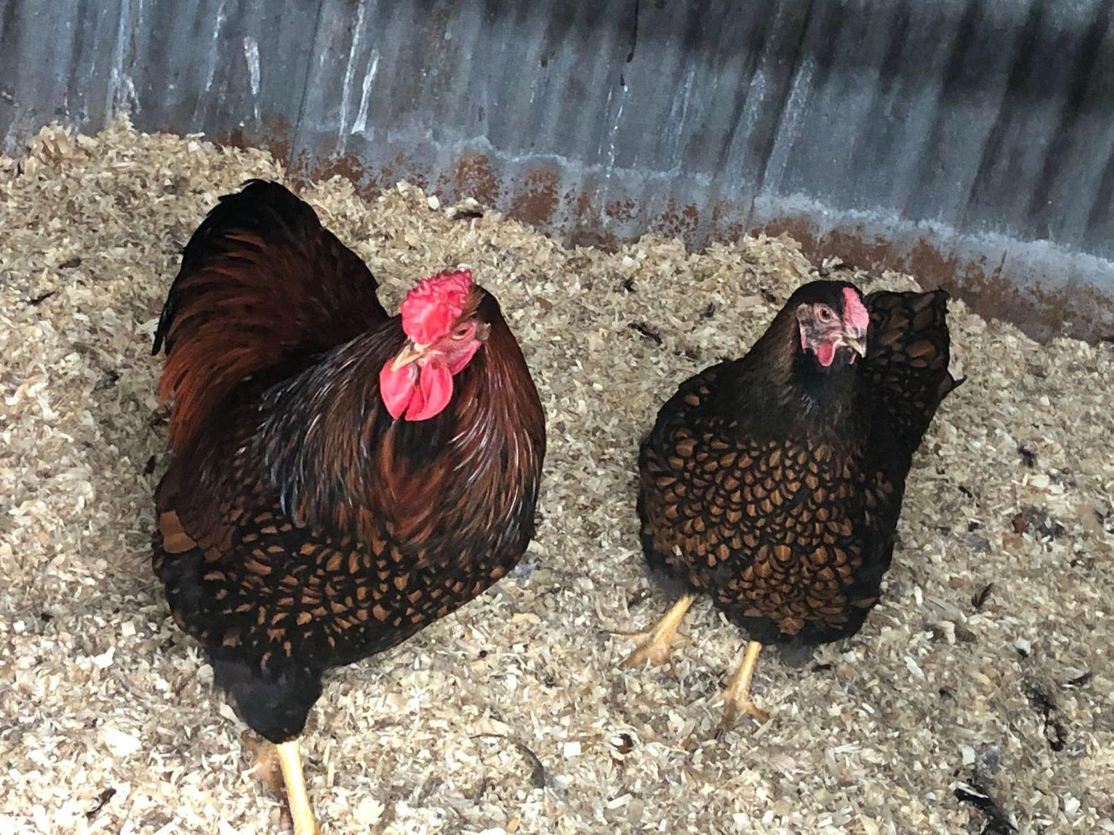 Selection of Chickens