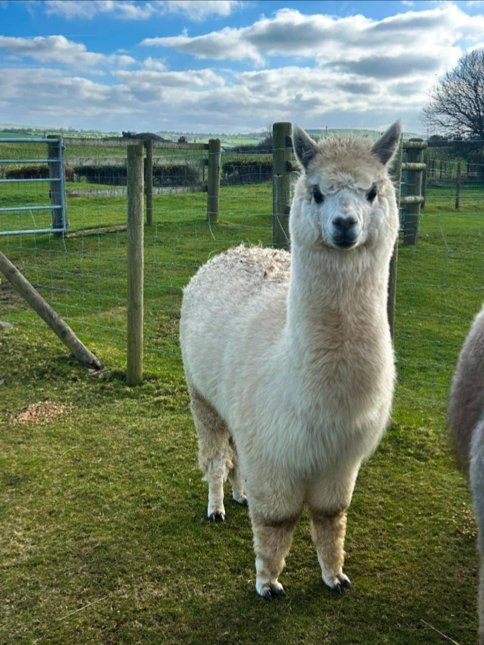 Male Alpaca for Sale