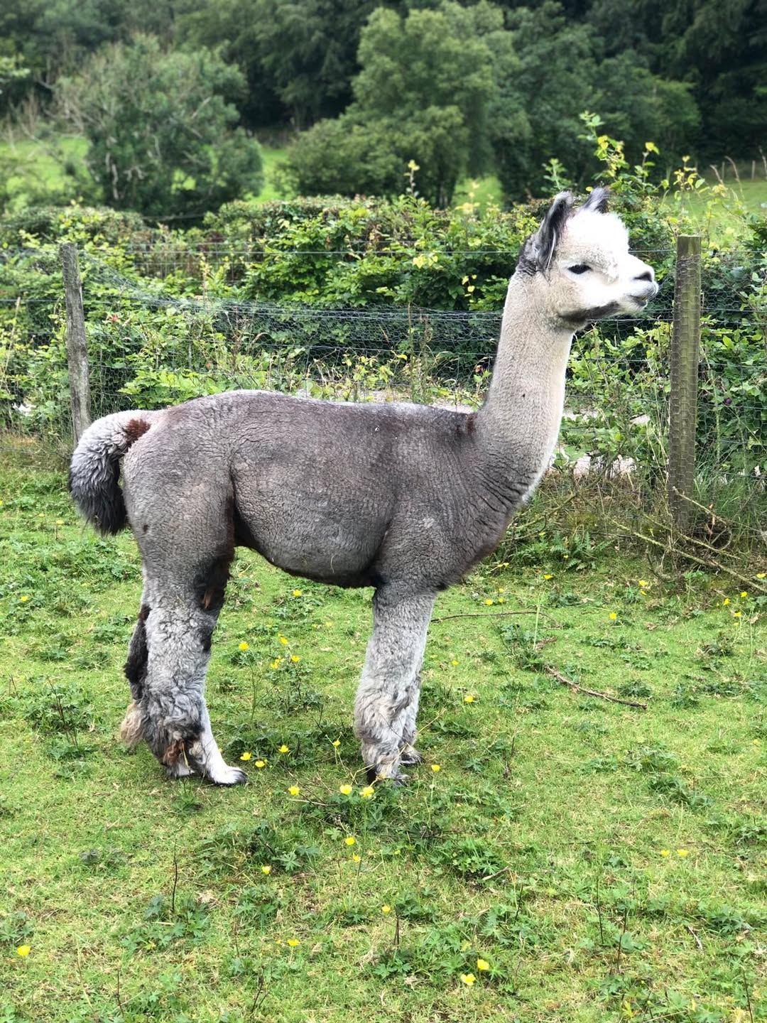 Exceptional Grey Stud Alpaca for Sale - Amberly High Palladium