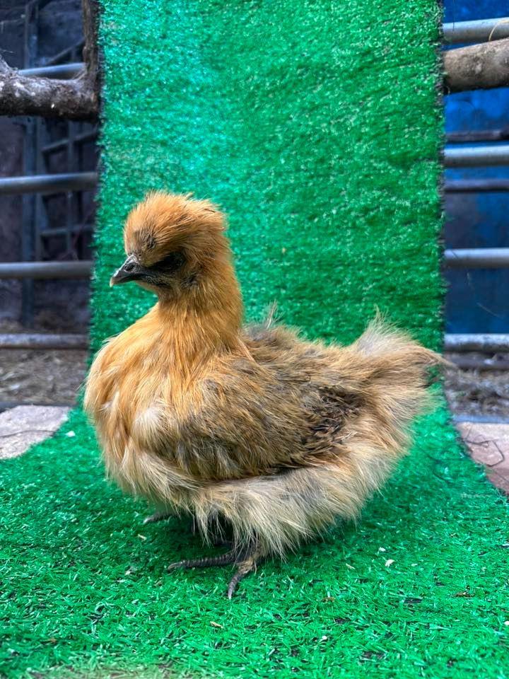 Selection of young Silkie Pullets