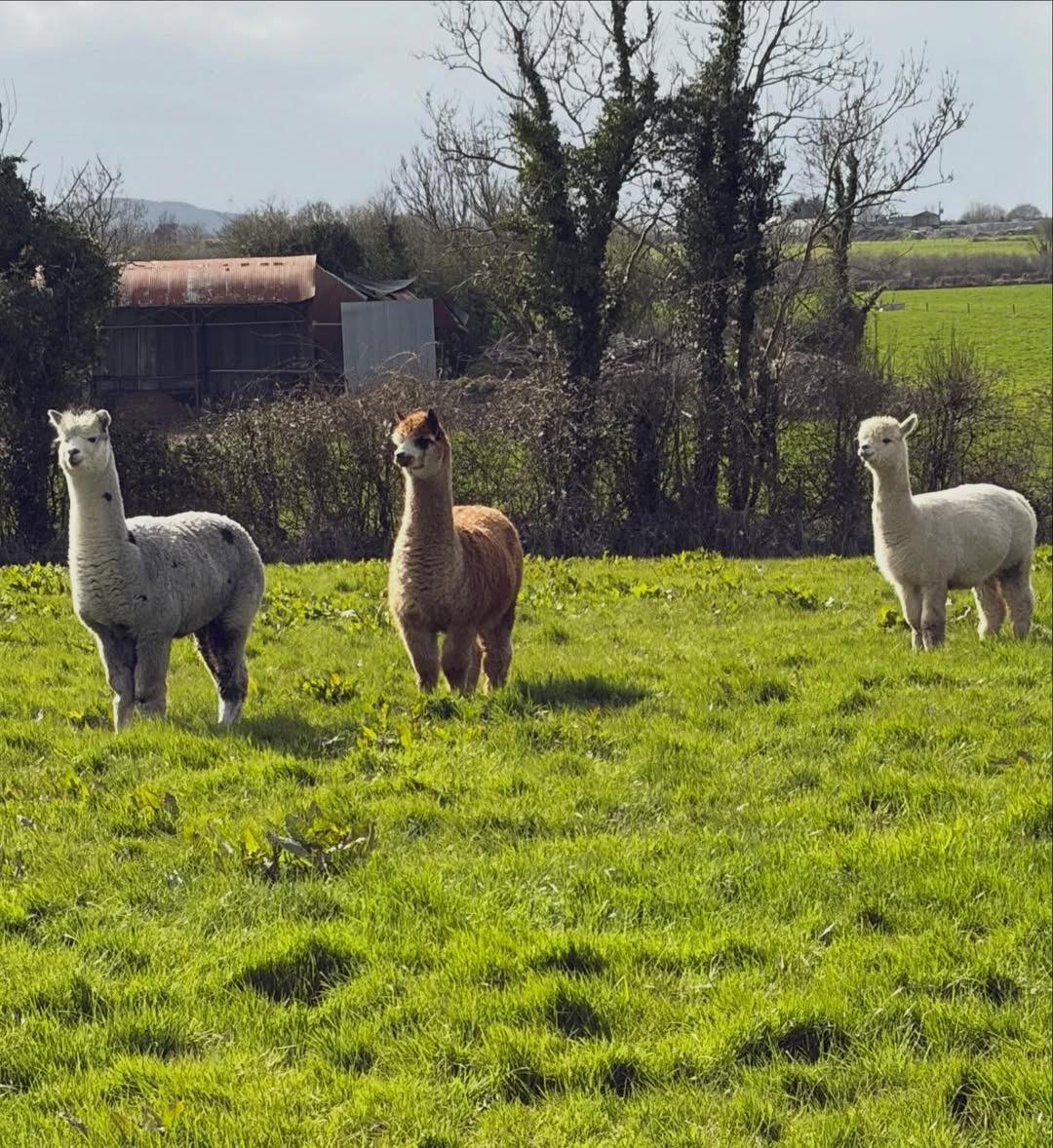 Pregnant females available