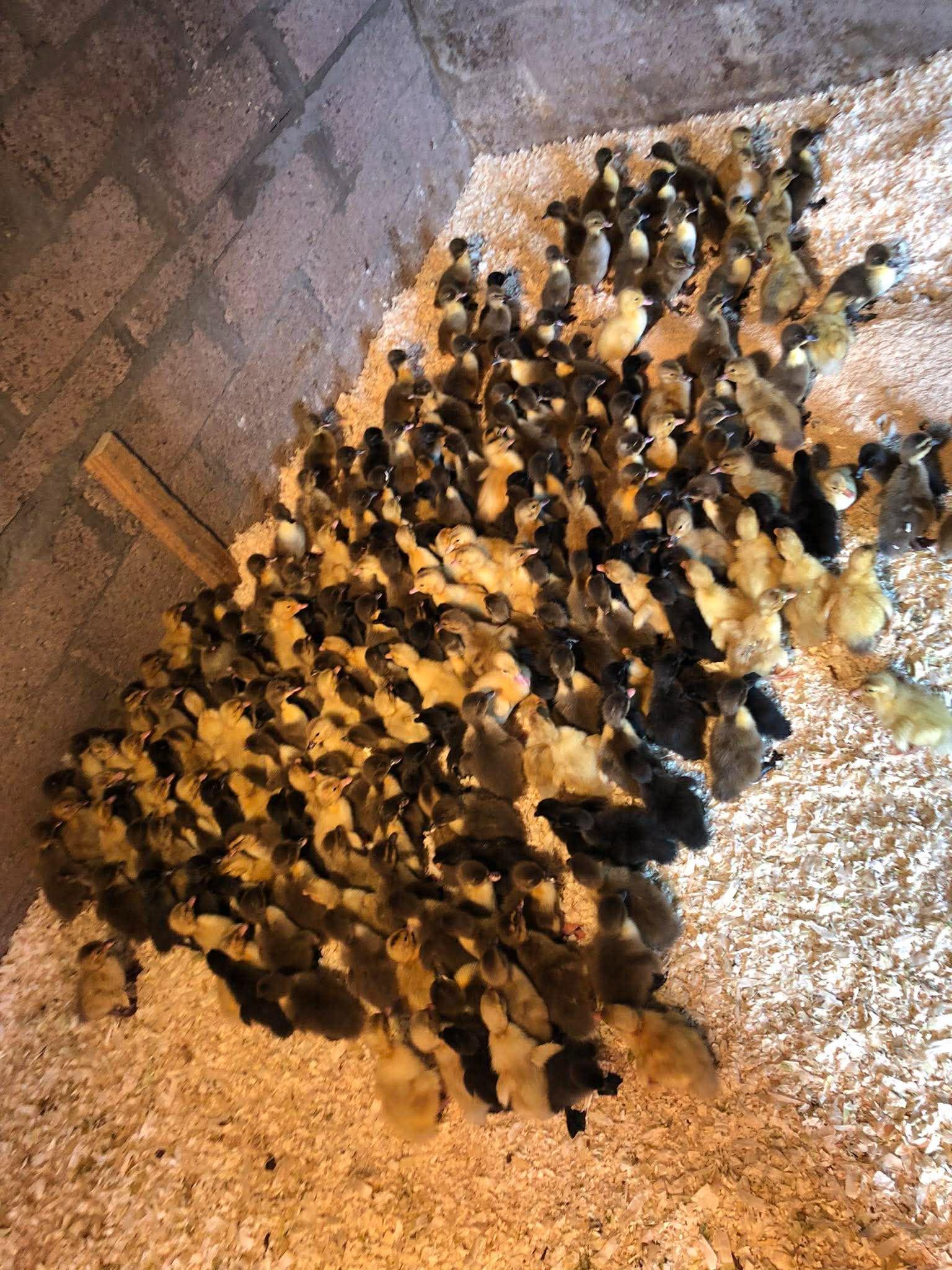 Female ducklings