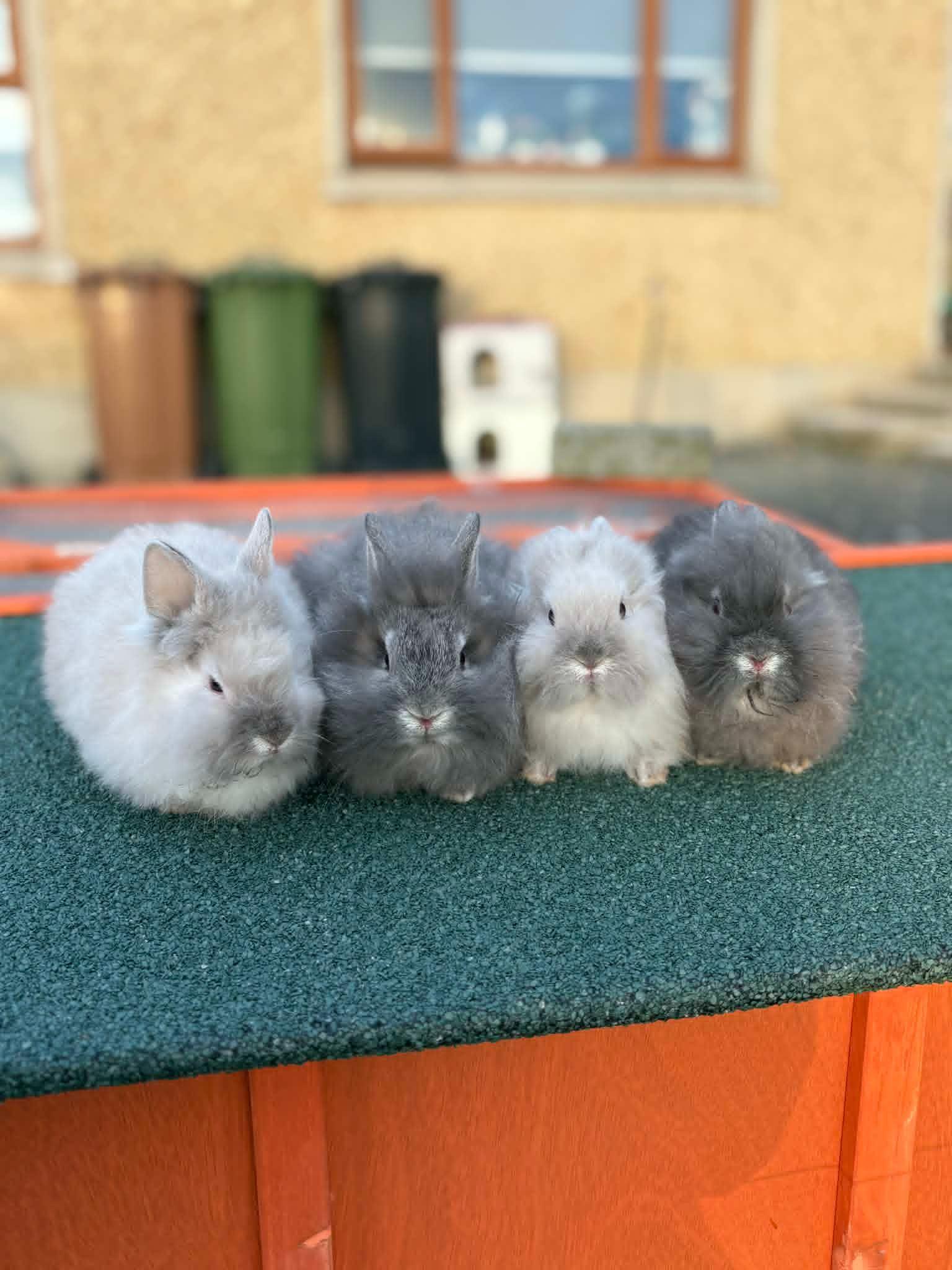 Lionhead Rabbits - males & females