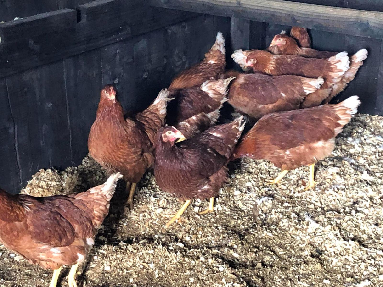 Point of lay brown hybrid Pullets