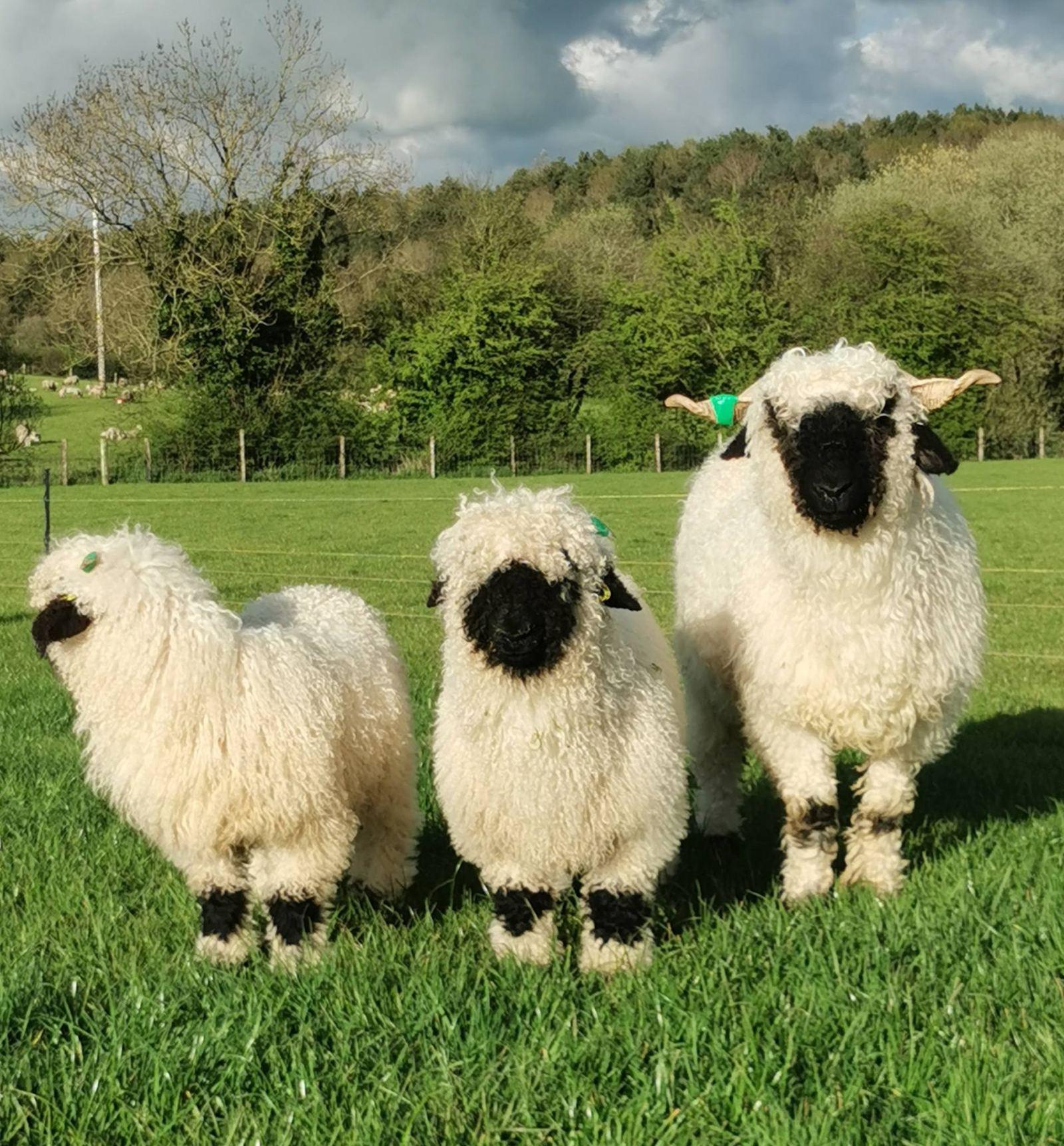 2 Valais Blacknose outfits
