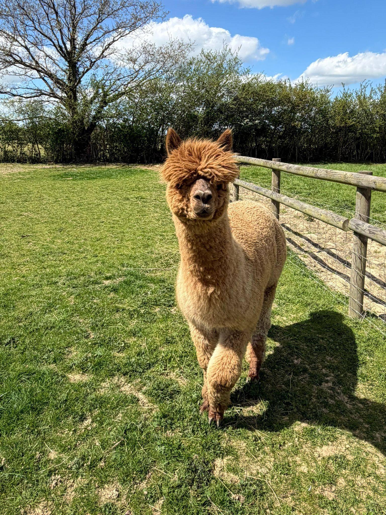 Pet boy package