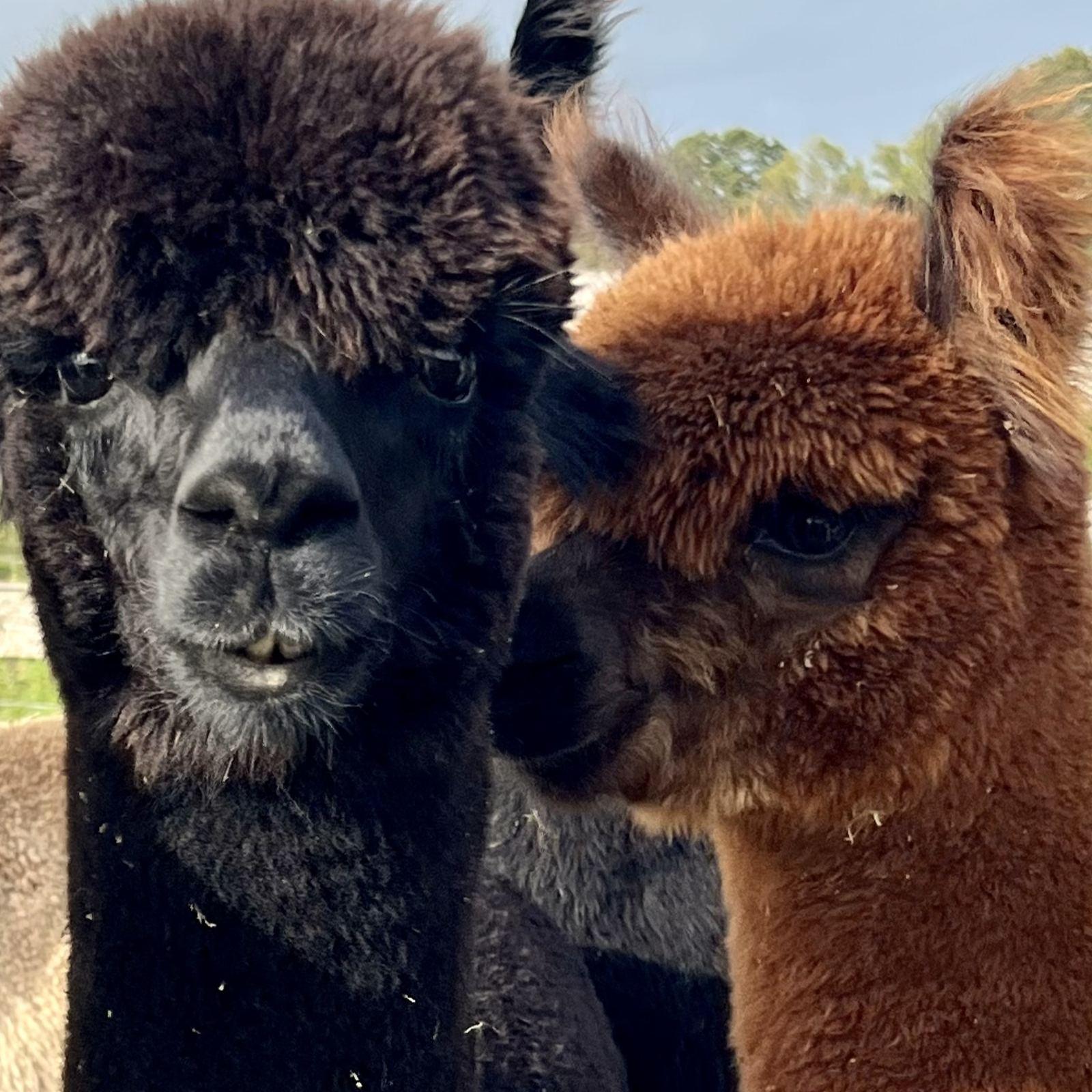 Companion Alpacas