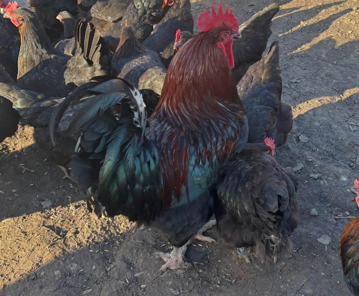 French black copper Maran eggs & chicks