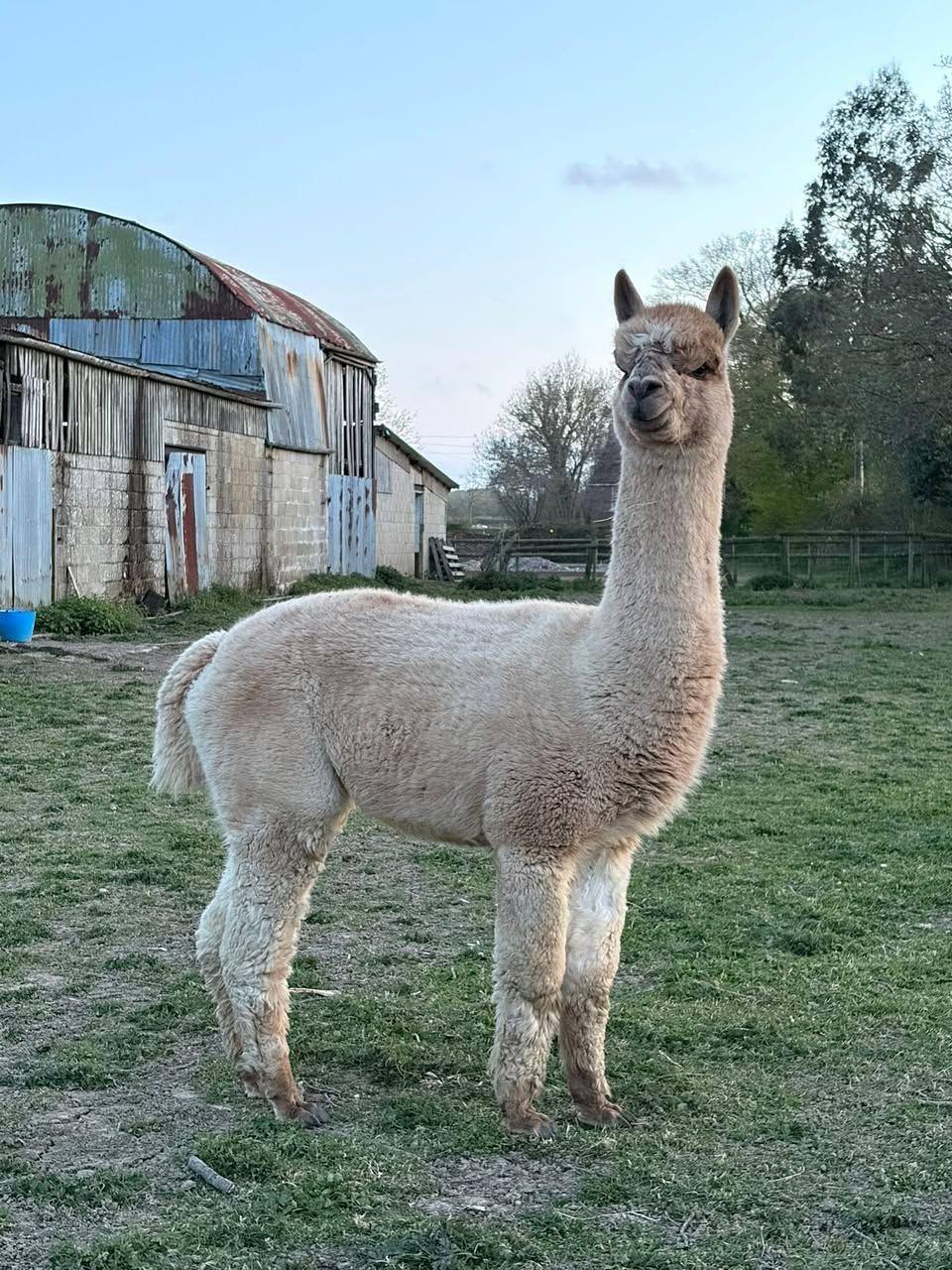 Proven Stud male - Latton shadow dancer