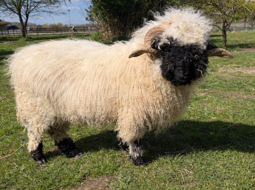 Friendly Valais Ram