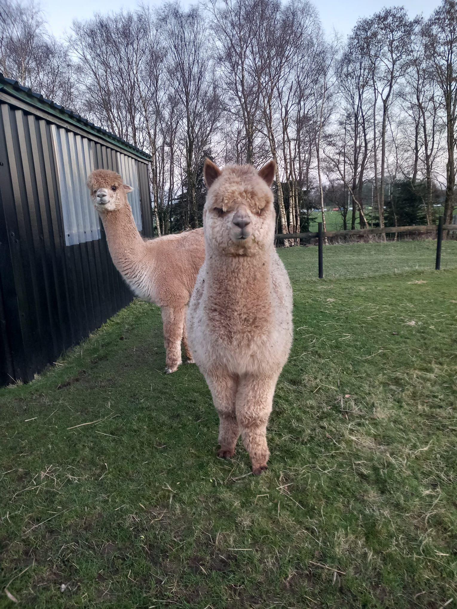 Friendly young male for sale