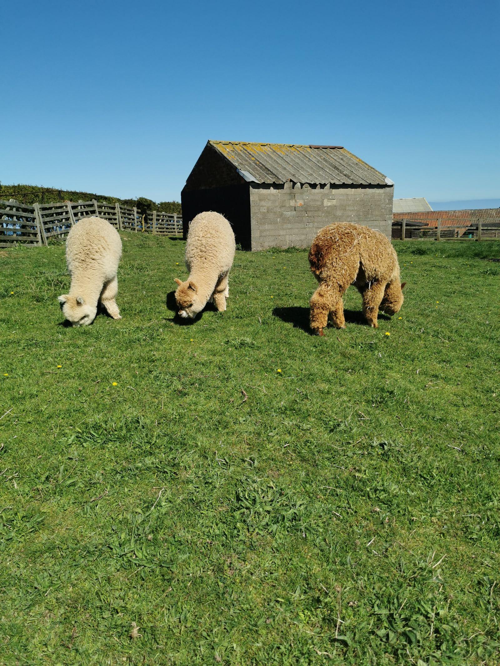 Gorgeous yearling alpaca boys