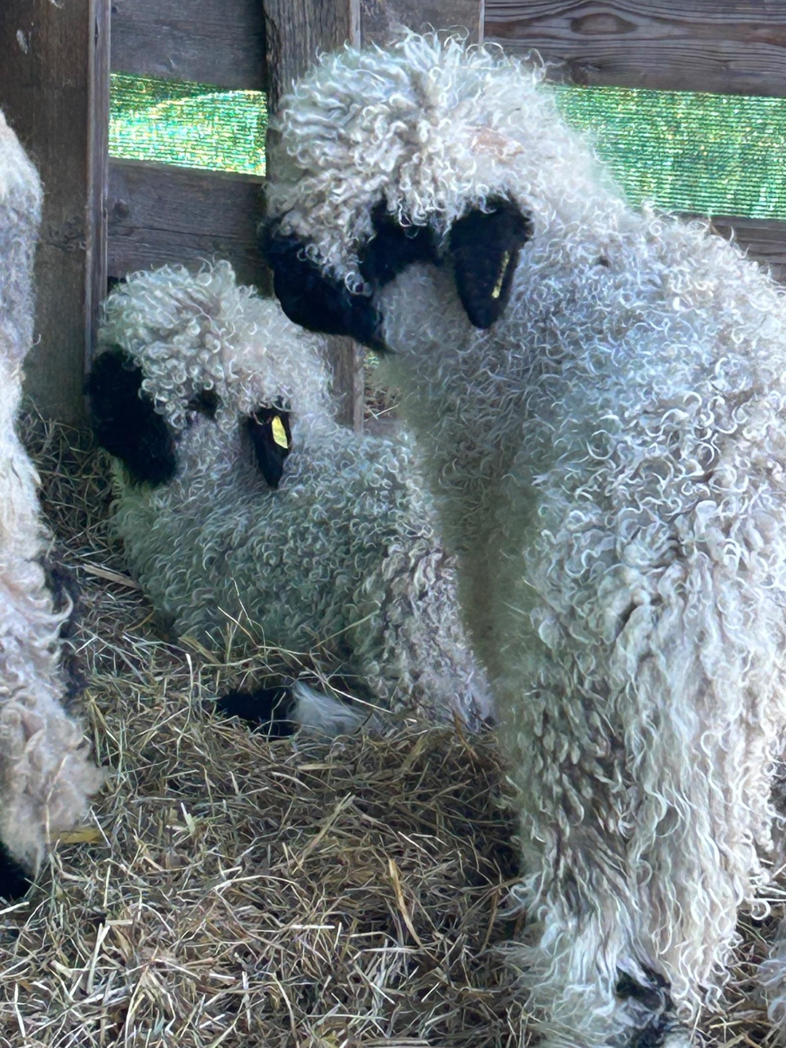 Available July Registered Ewe lamb and Wether lamb.Must have CPH and knowledge of the breed.