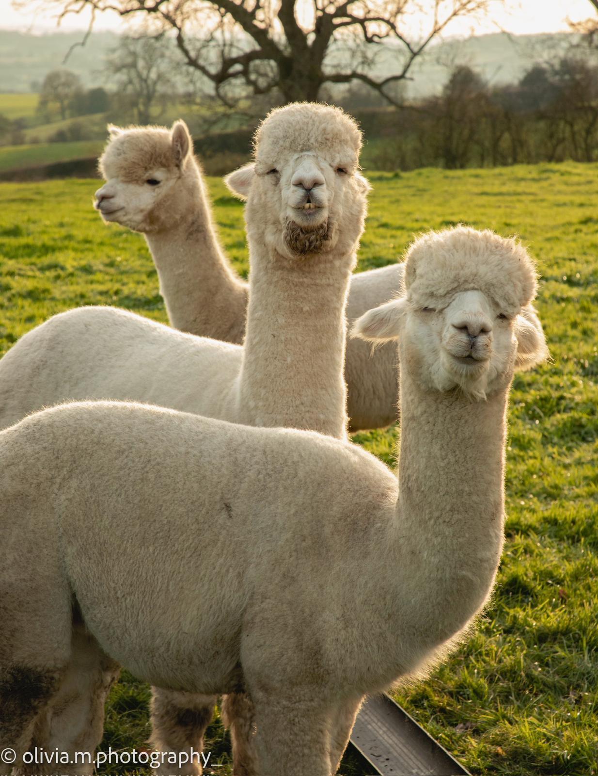 Proven white stud male carrying excellent genetics