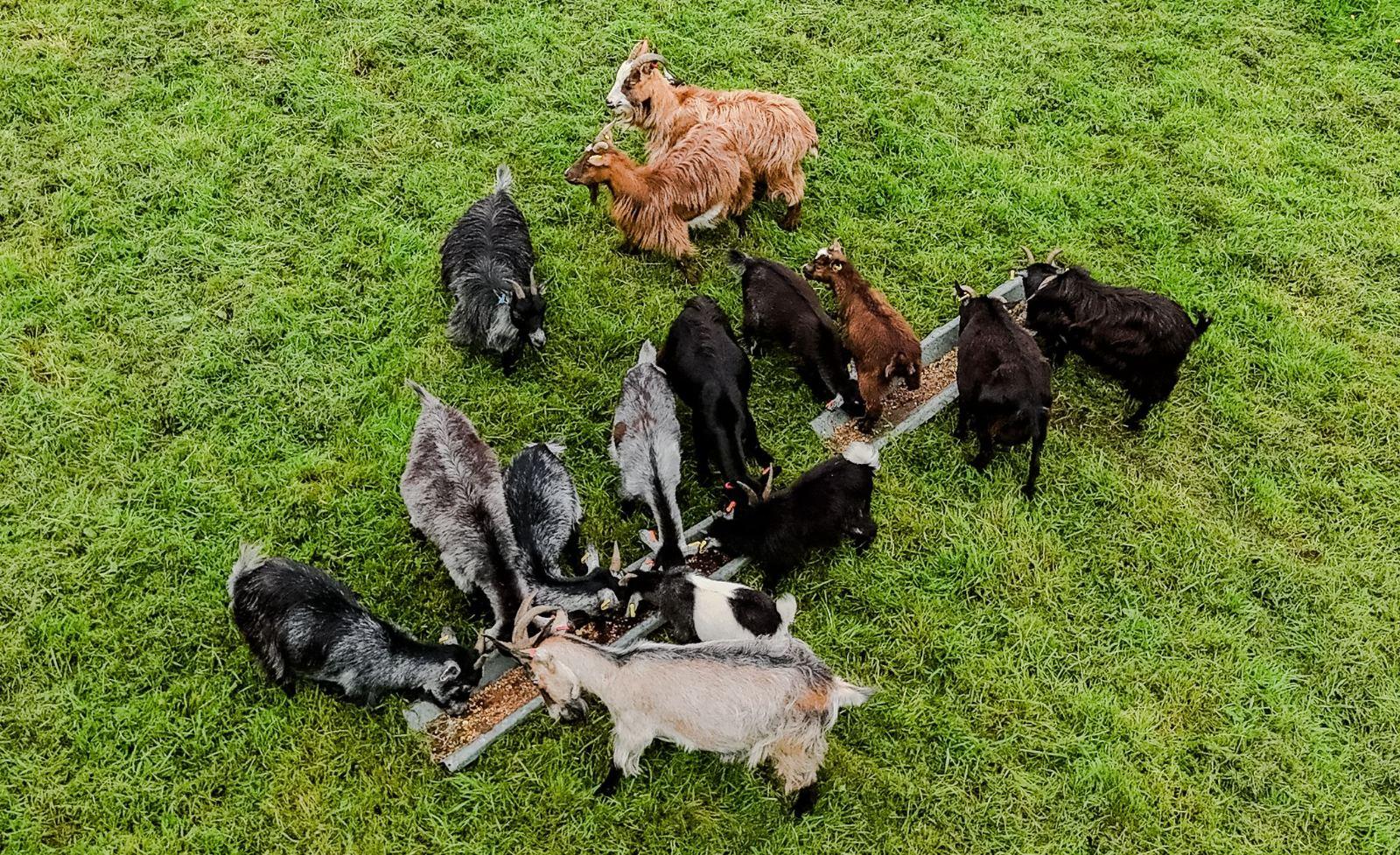 A lovely selection of healthy, well-cared-for Pygmy goats available due to reducing numbers