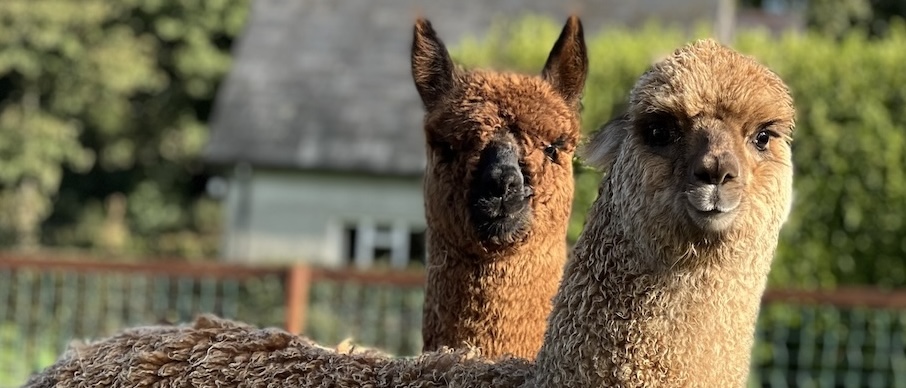 Alpacas & Llamas